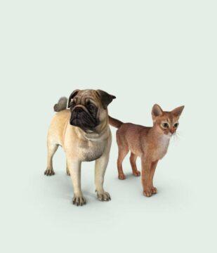 Maison Aurouze catégorie anti chats et chiens