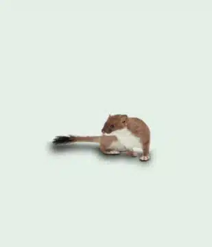 Maison Aurouze catégorie anti-loirs et martres