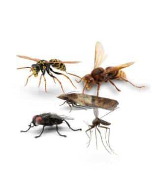 Maison Aurouze catégorie anti-insectes volants