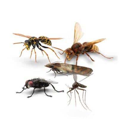 Maison Aurouze catégorie anti-insectes volants