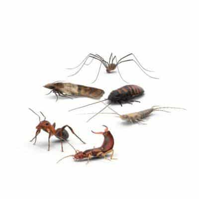 Maison Aurouze catégorie anti-insectes rampants