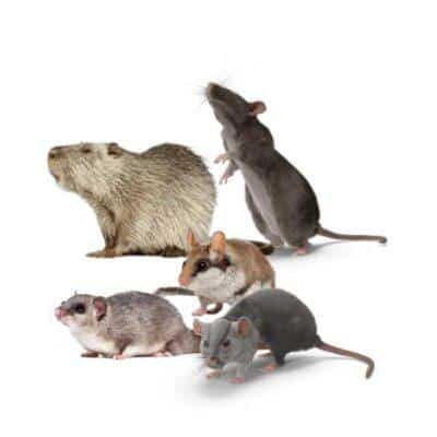 Maison Aurouze catégorie anti-rongeurs