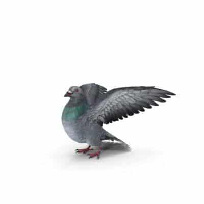 Maison Aurouze catégorie anti-pigeons