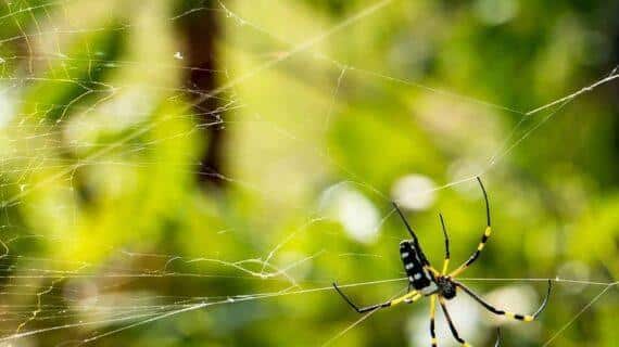 Araignée sur sa toile