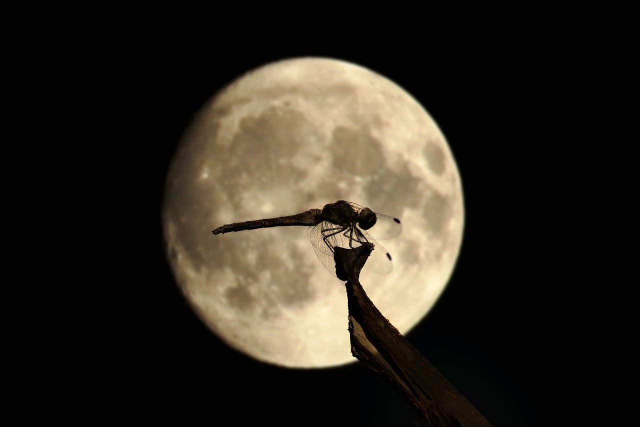 Quels nuisibles vivent la nuit ? 