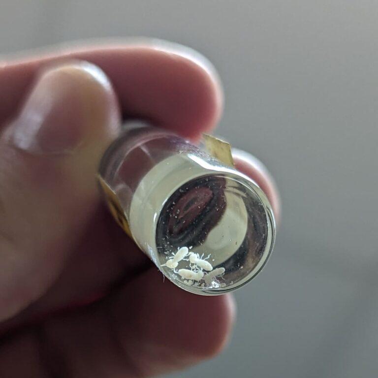 Identification des nuisibles Aurouze