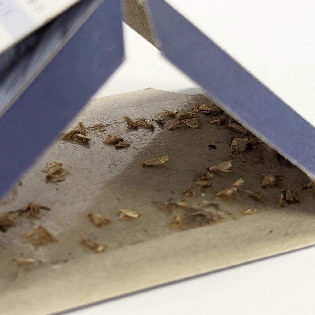 Aurouze Piège à mites des vêtements Aeroxon zoom