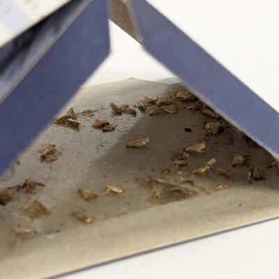 Aurouze Piège à mites des vêtements Aeroxon zoom