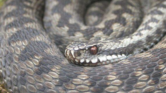 Conseils pratiques pour faire face aux couleuvres et vipères