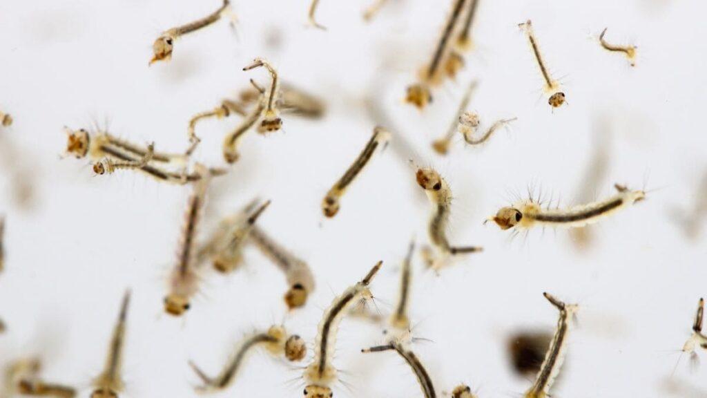 Les nuisibles aquatiques