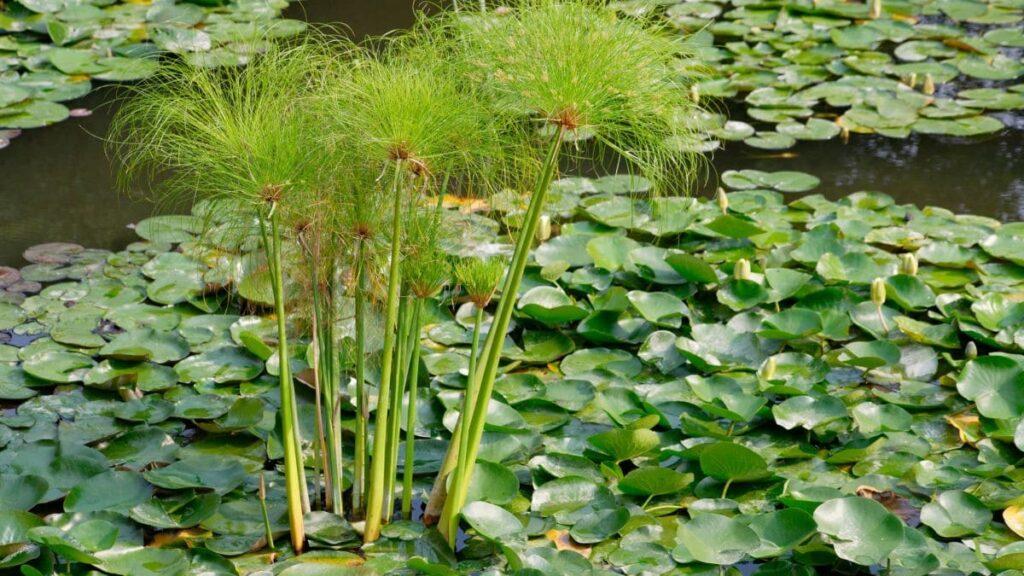 Les nuisibles aquatiques
