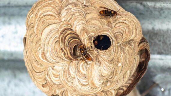 comment éliminer les nuisibles cachés