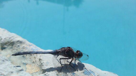 Les nuisibles aquatiques