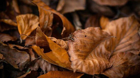 Feuille nuisibles automne