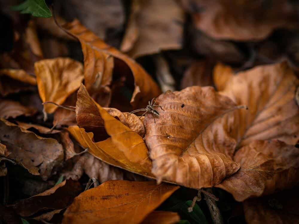 Comment gérer les feuilles d&rsquo;automne pour éviter une invasion de nuisibles tout en préservant la nature ?