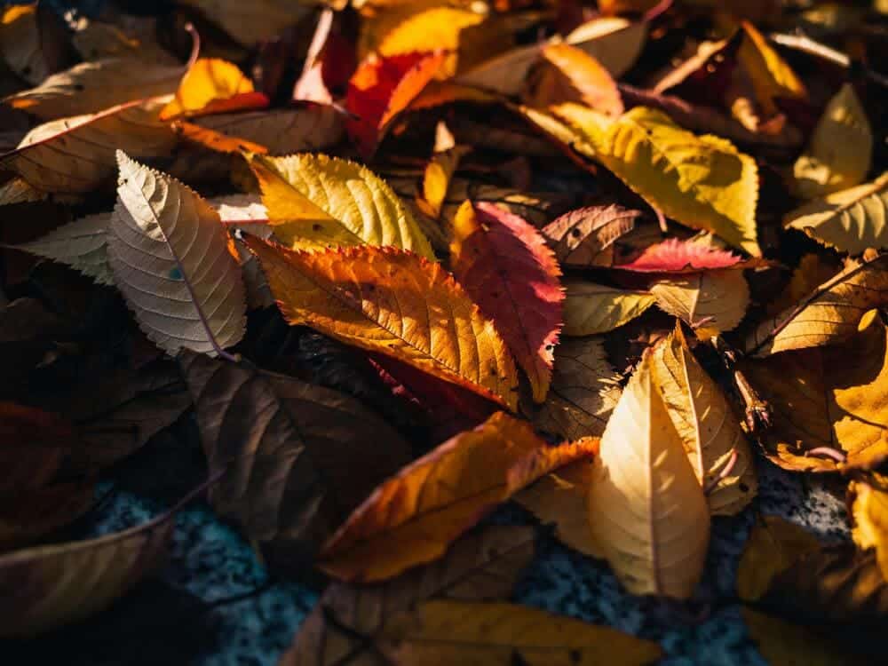 feuilles d'automne nuisibles