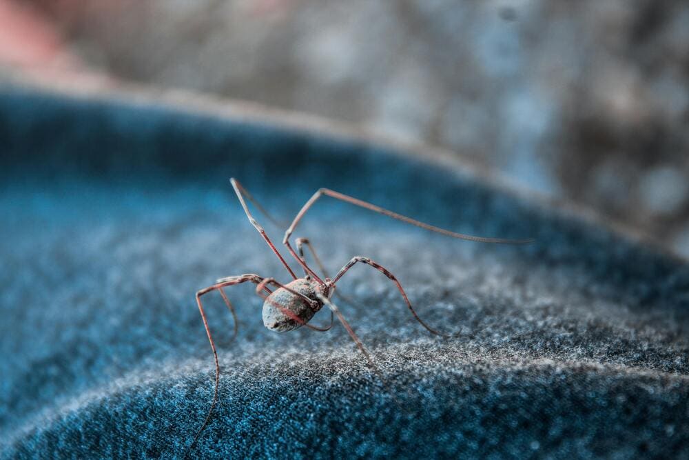 Comment différencier les insectes inoffensifs des nuisibles ?