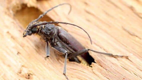 Insectes xylophages nuisible