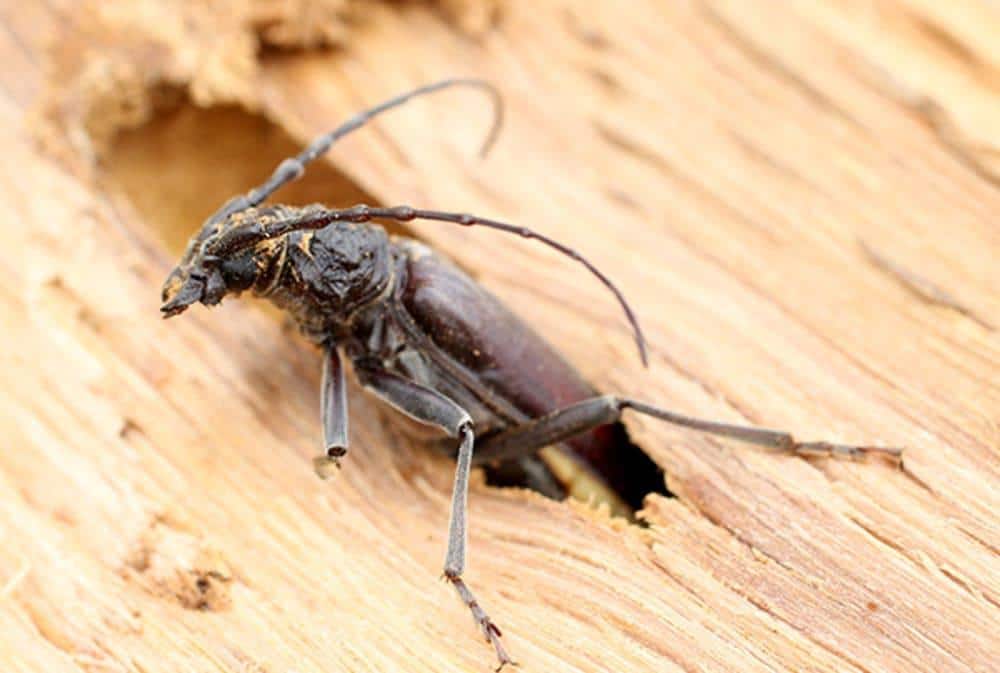 Insectes xylophages : Comment protéger vos meubles ?