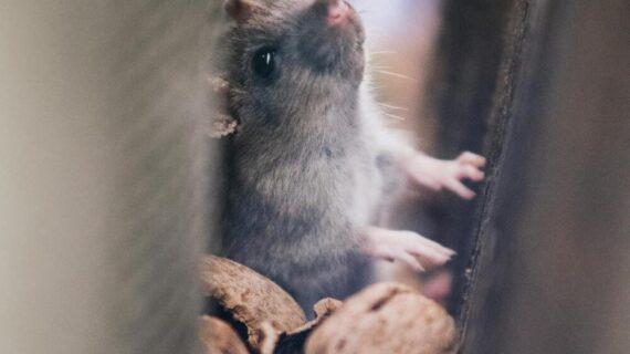 souris cachée dans maison