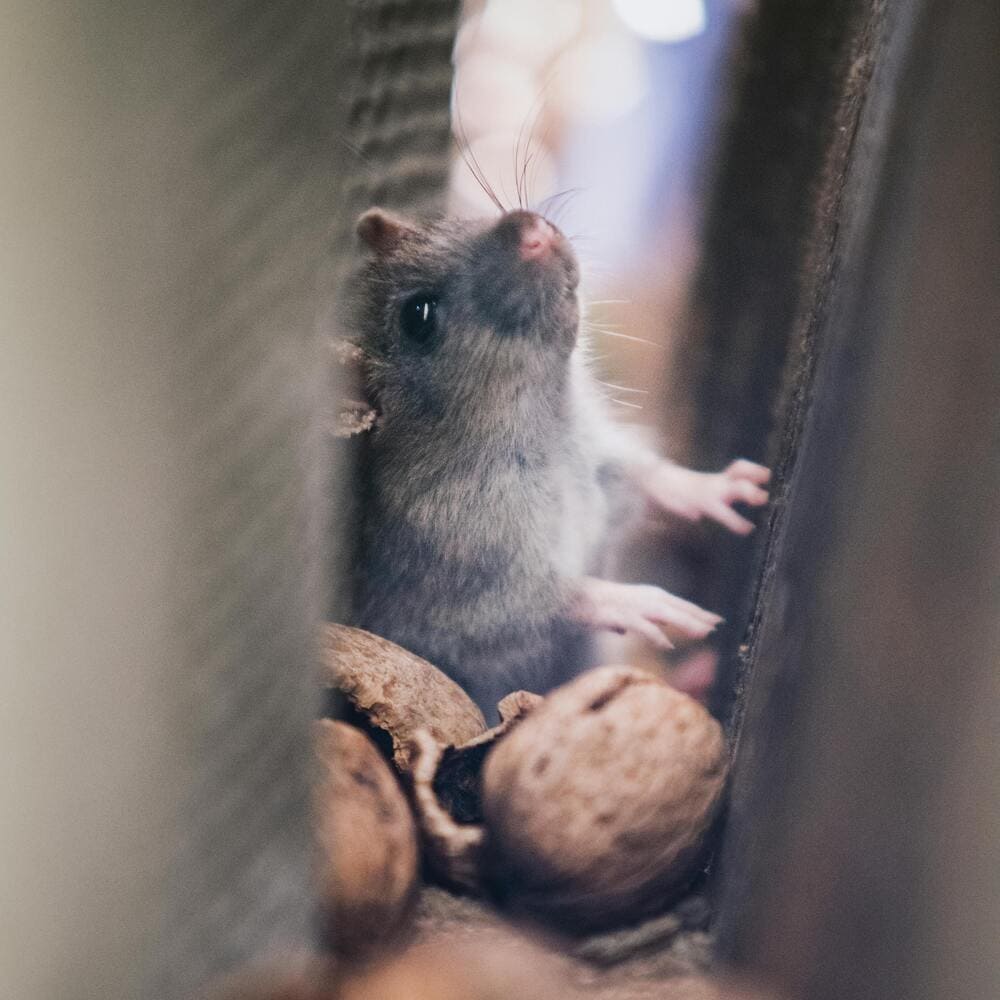Pourquoi les souris aiment tant nos maisons ?