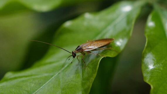 Comment anticiper l'arrivée des nuisibles au printemps