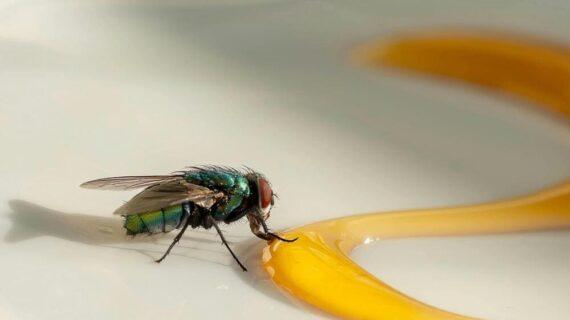 Mouche qui mange de la nourriture