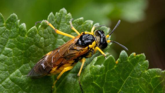 se débarrasser des Guêpes