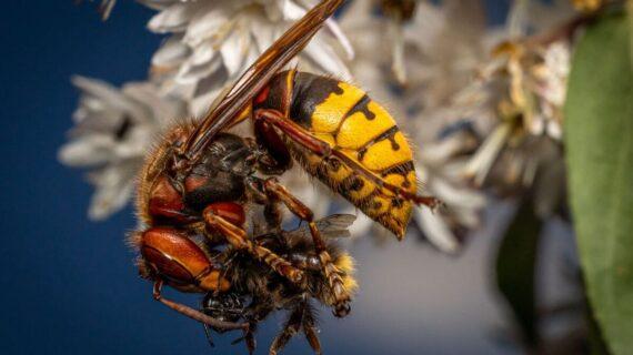 Frelon asiatique ou guêpe